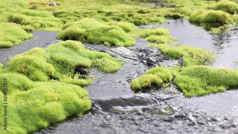 A picturesque mountain stream flowing through thickets of green moss A picturesque mountain stream flowing through thickets of green moss