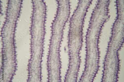 Coprinus mushroom under the microscope photo