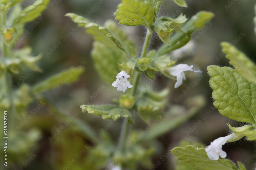 Flower of a Lemon balm Flower of a Lemon balm