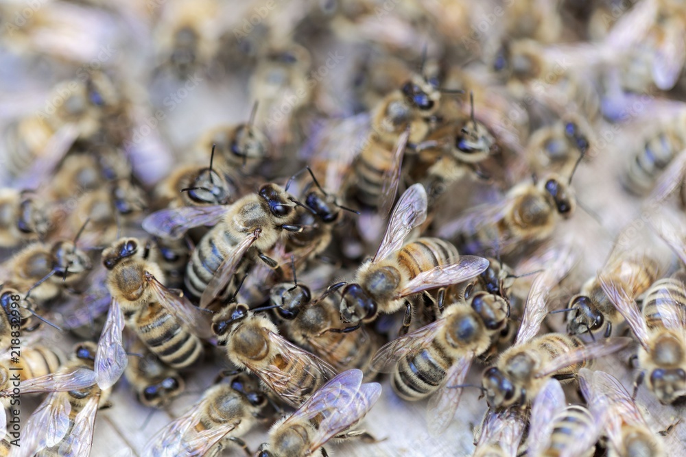 European honey bees (Apis mellifera) on a wood background. European honey bees (Apis mellifera) on a wood background.