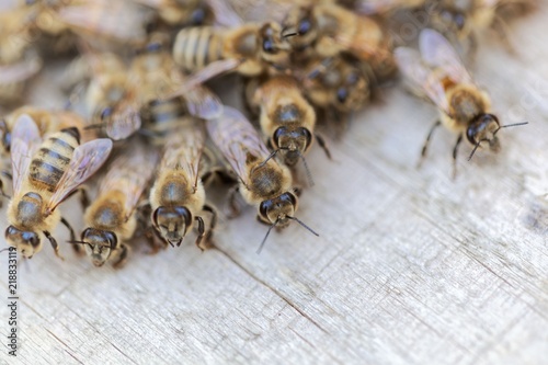 European honey bees (Apis mellifera) on a wood background.