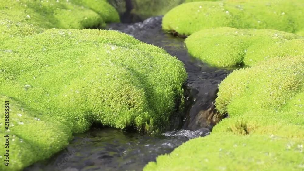 A picturesque mountain stream flowing through thickets of green moss A picturesque mountain stream flowing through thickets of green moss