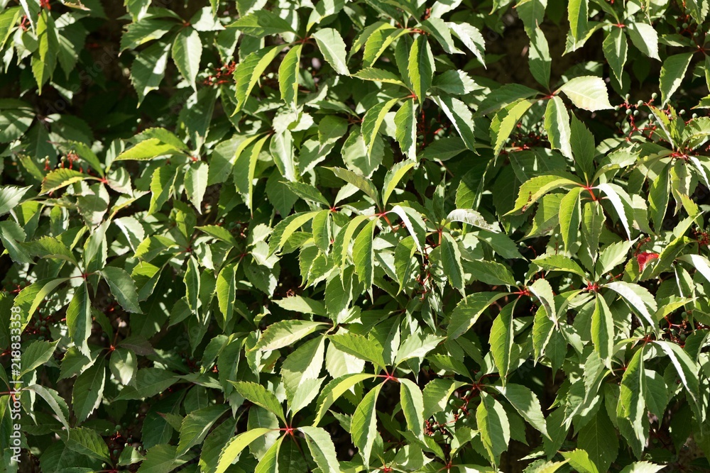 Leaves of a Virginia creeper (Parthenocissus quinquefolia) Leaves of a Virginia creeper (Parthenocissus quinquefolia)