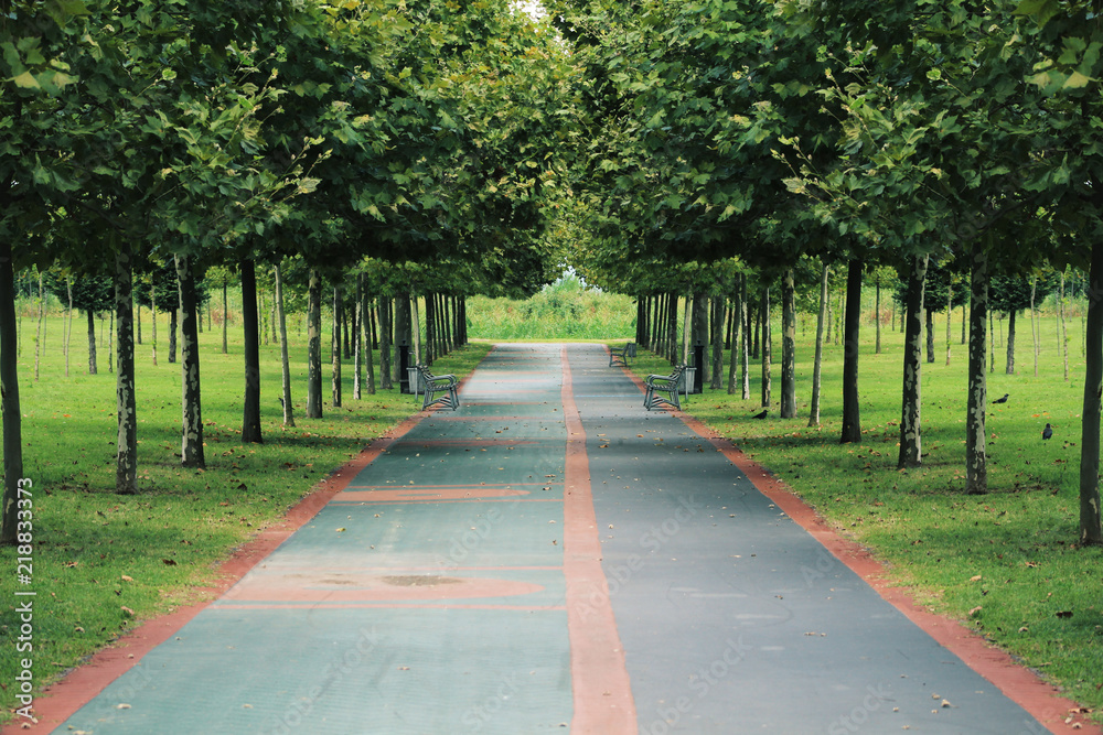 Walking road between green trees in city park