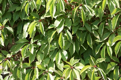 Leaves of a Virginia creeper  Parthenocissus quinquefolia 