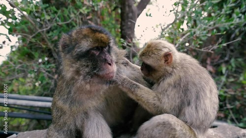 Macaques preening in Gibraltar nature reserve.