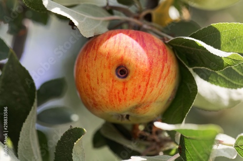 Boring trace of a codling moth (Cydia pomonella) in an apple