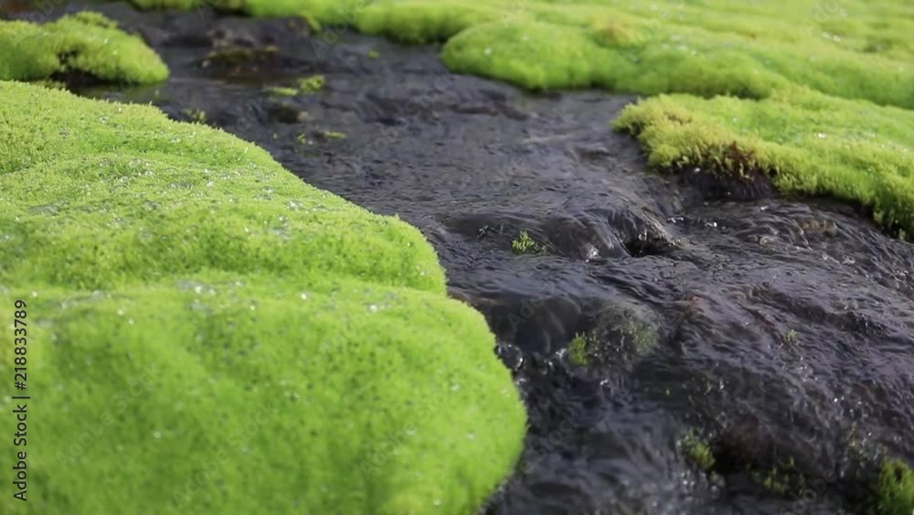 A picturesque mountain stream flowing through thickets of green moss