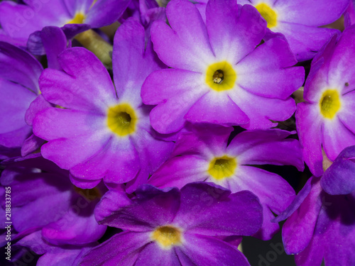 Drumstick Primrose violet