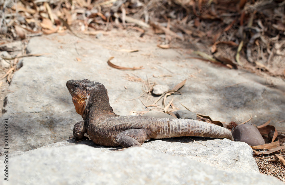 Gran-Canaria-Rieseneidechse, Kanareneidechse, Gekko Gran-Canaria-Rieseneidechse, Kanareneidechse, Gekko