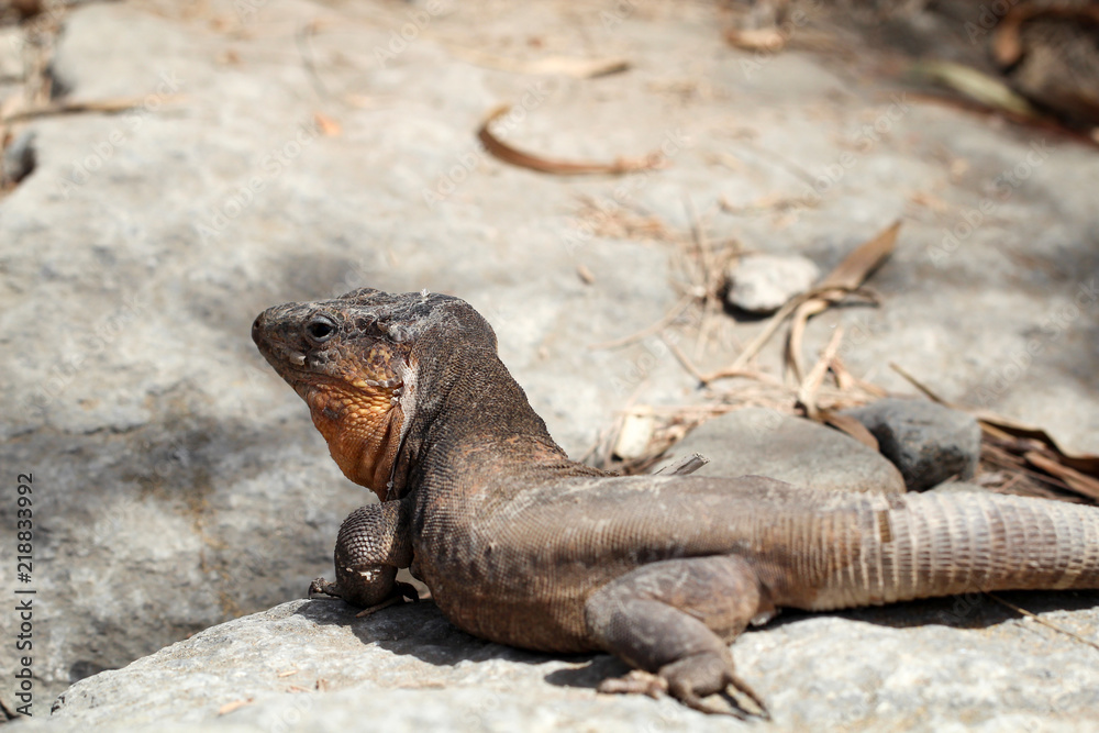 Gran-Canaria-Rieseneidechse, Kanareneidechse, Gekko Gran-Canaria-Rieseneidechse, Kanareneidechse, Gekko