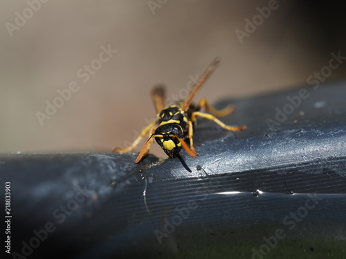Wasp at a waterplace photo