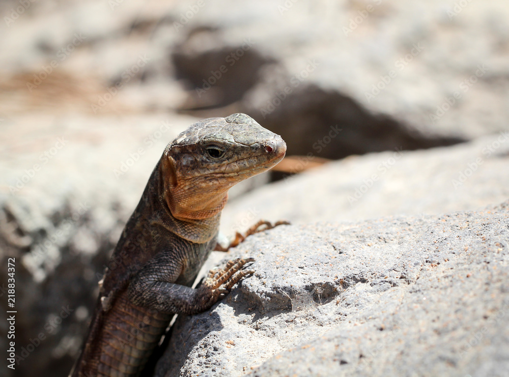 Gran-Canaria-Rieseneidechse, Kanareneidechse, Gekko Gran-Canaria-Rieseneidechse, Kanareneidechse, Gekko