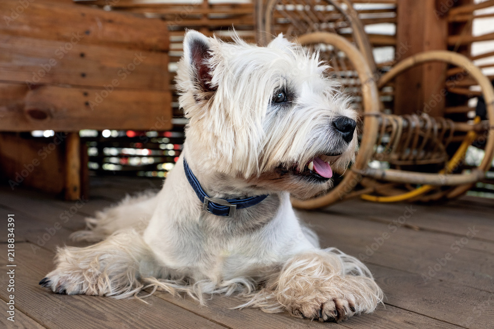 West Highland White Terrier sits on a wooden floor in a garden house West Highland White Terrier sits on a wooden floor in a garden house