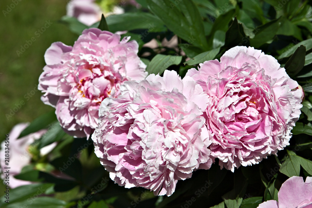 Obraz premium Shrub pink peonies in the garden