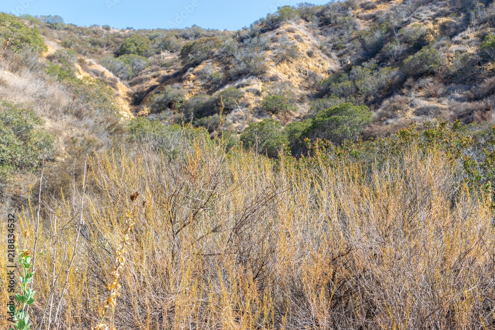Tall dry weeds in summer sun with mountains of California in background Tall dry weeds in summer sun with mountains of California in background