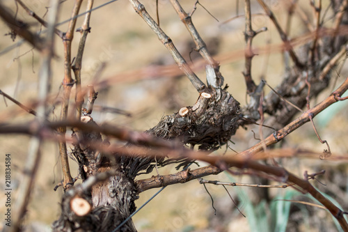 Pedro Ximenez Prunning photo