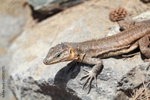 Gran-Canaria-Rieseneidechse  Kanareneidechse  Gekko 