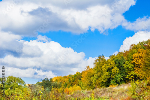 Autumn forest. Yellow and green trees against the blue sky