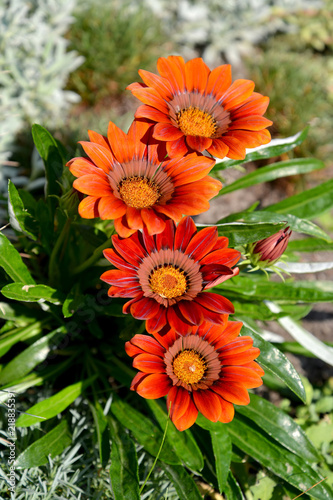 Gazaniya (gatsaniye) hardish (Gazania rigens (L.) Gaertn.). Blossoming photo