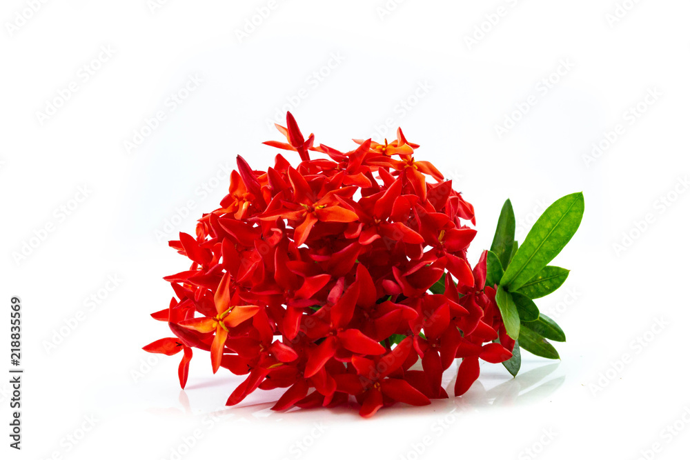 Naklejka premium Red spike flower isolated on white background