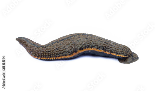 Leech isolated on white background