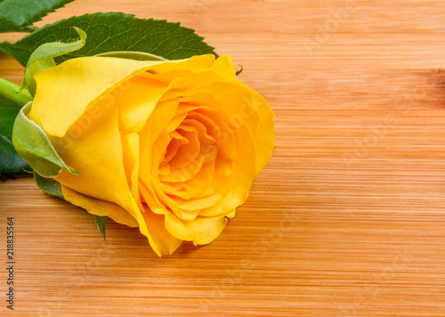 Yellow rose on wood background with copy space