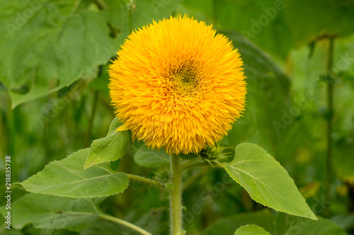 Decorative sunflower Teddy Bear