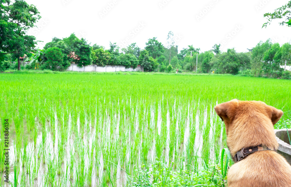 Heng dog is waiting field Heng dog is waiting field