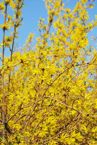 Forsythia, spring, garden decor, tree, nature, yellow, fall, sky, leaves, forest, leaf, season, blue, trees, landscape, park, bright, green, foliage, spring, wood, branch, outdoors, color, orange