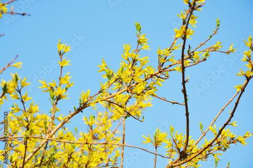 Forsythia, spring, garden decor, tree, nature, yellow, fall, sky, leaves, forest, leaf, season, blue, trees, landscape, park, bright, green, foliage, spring, wood, branch, outdoors, color, orange © loveart