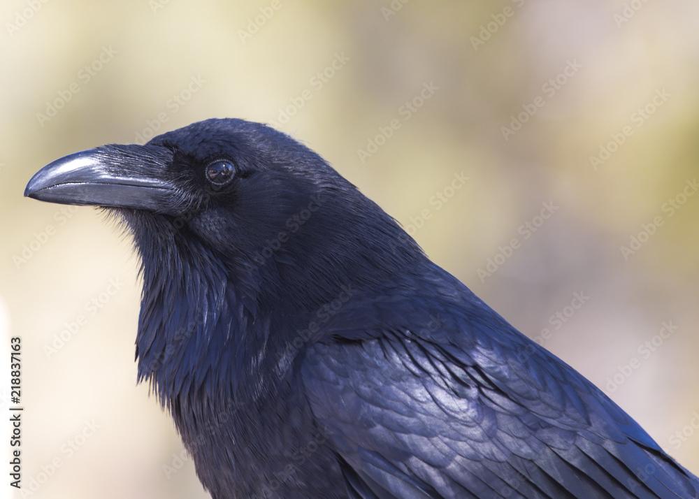 Naklejka premium Raven Blackbird