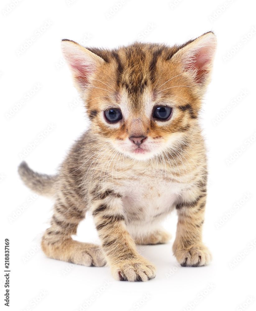 Obraz premium Kitten on white background.