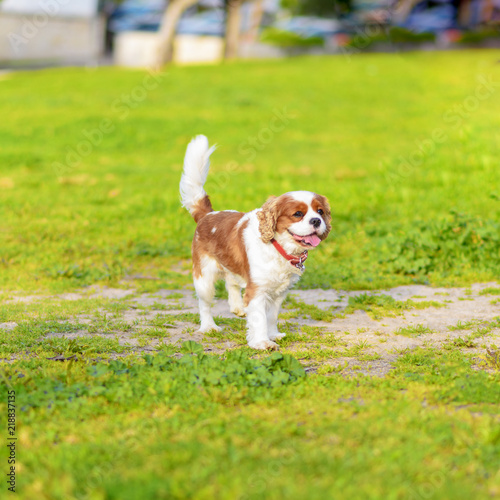 Portrait Happy Pappy Liitle, curious dog King Charles Spaniel breed, at sunset on a bright summer grass background.