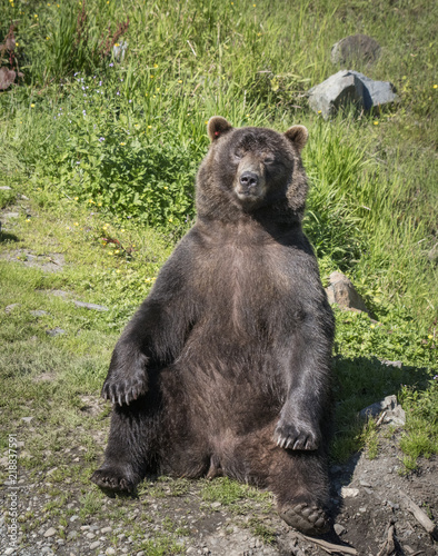 Brown Bear Sitting Up, Fortress of the Bears, Sitka, Alaska Stock Photo |  Adobe Stock