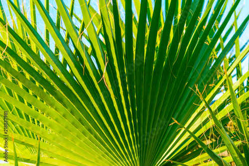 Palm tree leaf  sunlight and beautiful sky landscape. Travel  Tourism  vacation concept  Tropical  background. Closeup for the adorable background and pattern..