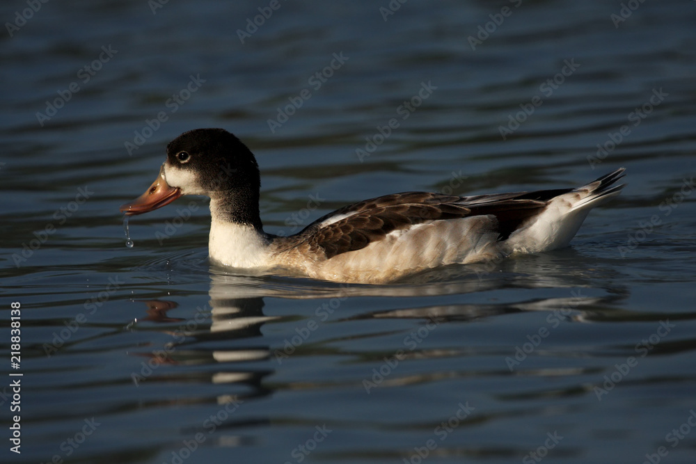 The juvenile common shelduck (Tadorna tadorna) is floating on the water surface