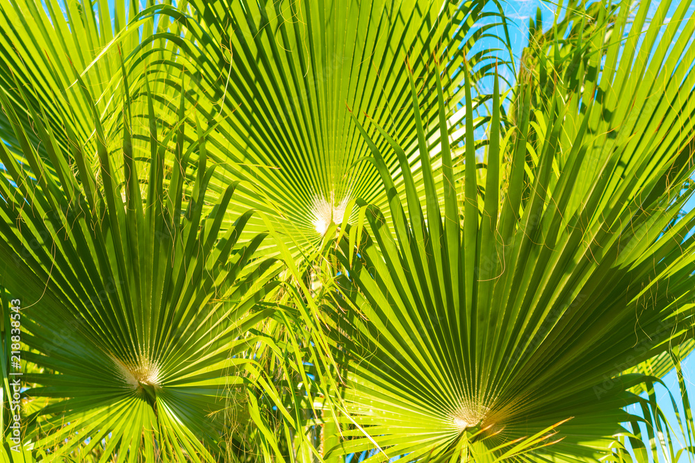 Palm tree leaves, tropical leaf texture nature green background. Sukkot