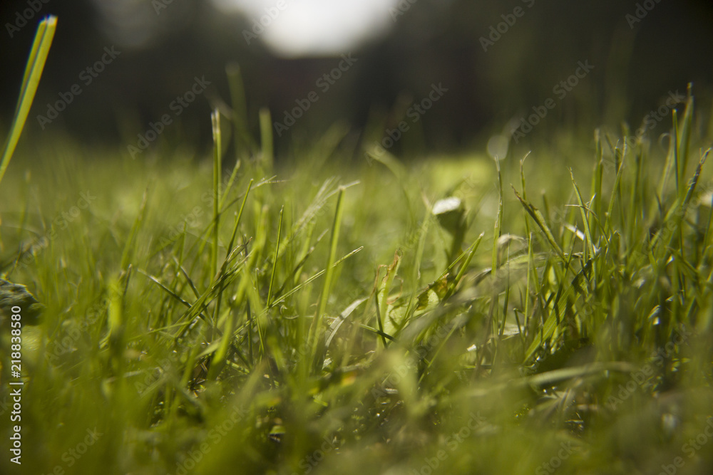 Fototapeta premium Grass