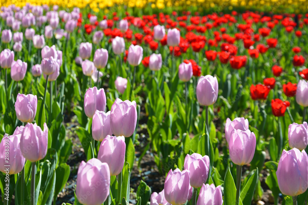 tulip, flower, spring, tulips, pink, nature, garden, flowers, purple, green, field, floral, red, beauty, plant, beautiful, blossom, park, bloom, flora, summer, petal, blooming, colorful, leaf tulip, flower, spring, tulips, pink, nature, garden, flowers, purple, green, field, floral, red, beauty, plant, beautiful, blossom, park, bloom, flora, summer, petal, blooming, colorful, leaf