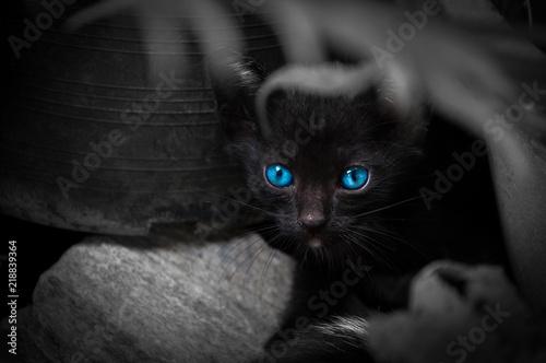 czarny-kot-o-pieknych-niebieskich-oczach