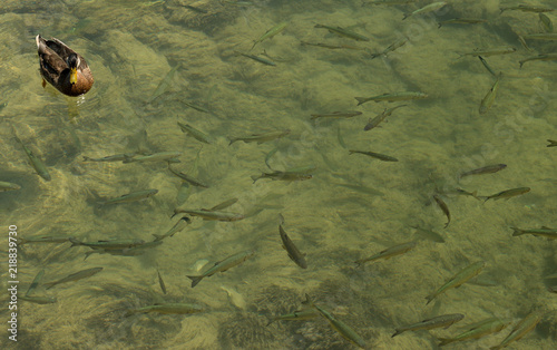 duck and lots of fish under water