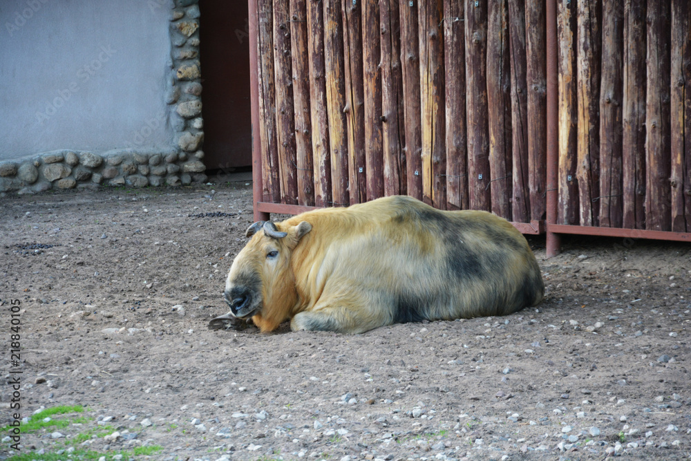 Fototapeta premium animal, dog, mammal, pig, wild, nature, wildlife, animals, farm, wolf, brown, hyena, fur, zoo, nose, pet, cute, background, backdrop, attractive, gorgeous, goodly, beauteous, lovely, fine, fair