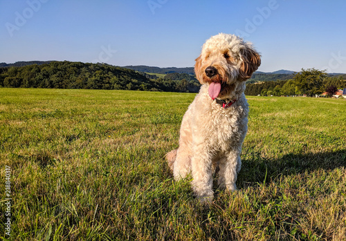 Goldendoodle - Hund