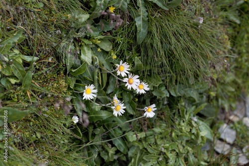 Photos The alpine flower Bellidiastrum michelii