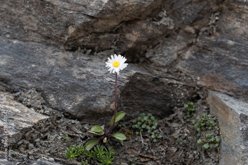 Photos The alpine flower Bellidiastrum michelii