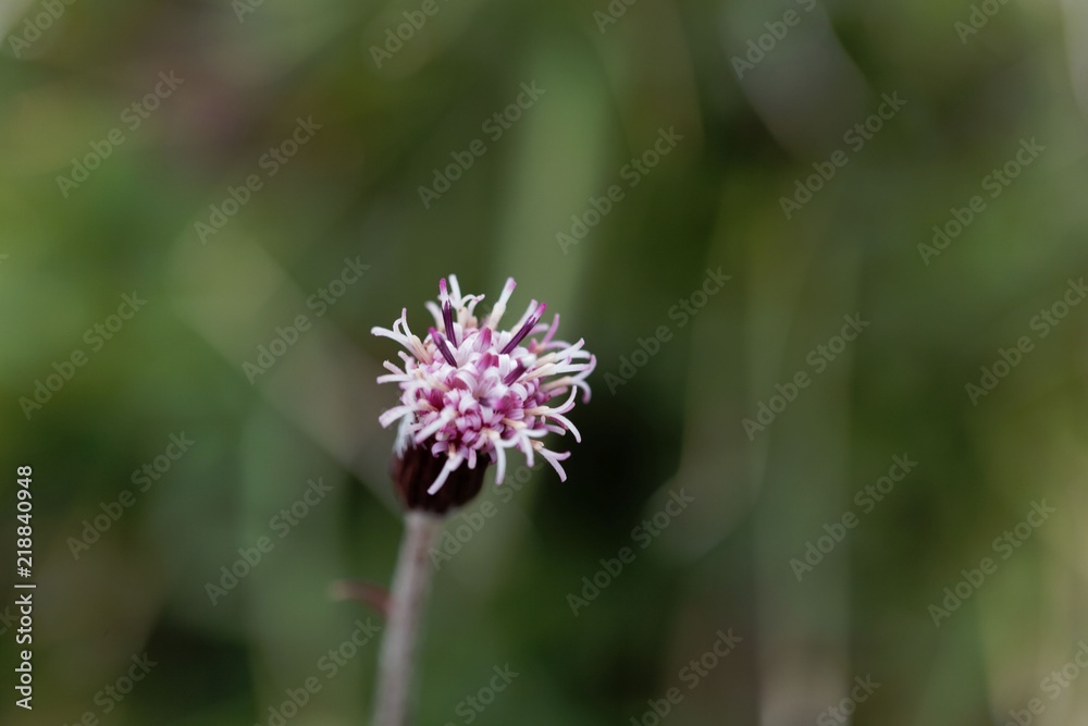 Carpathian Catsfood blossom (Antennaria carpatica) Carpathian Catsfood blossom (Antennaria carpatica)