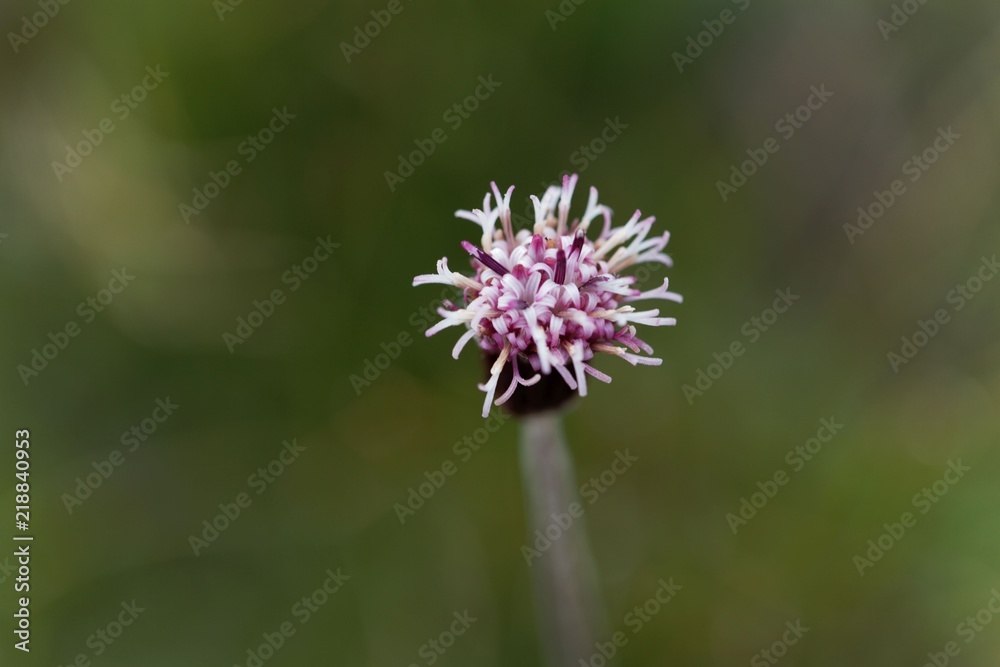 Carpathian Catsfood blossom (Antennaria carpatica) Carpathian Catsfood blossom (Antennaria carpatica)