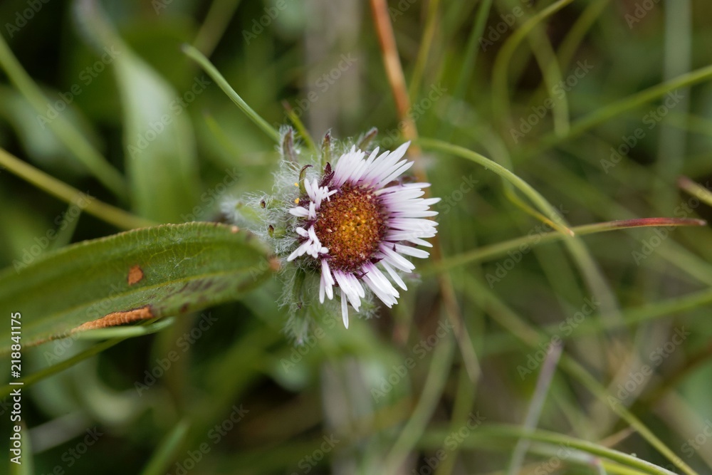 Fototapeta premium Flower of a one flower fleabane (Erigeron uniflorus)