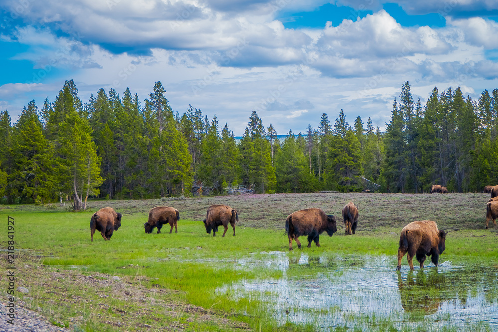 Herd of bison grazing on a field with stagnant water after a rain and goegous mountains and trees in the background
